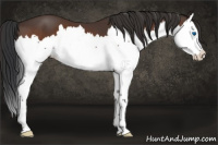 Horse Color:Brown Splash