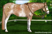 Horse Color:White Spotted Chestnut