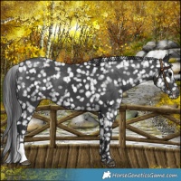 Horse Color:Black Appaloosa 