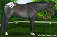 Horse Color:Black Appaloosa