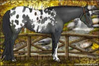 Horse Color:Black Appaloosa