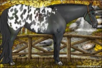 Horse Color:Black Appaloosa
