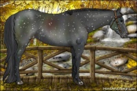 Horse Color:Black Appaloosa
