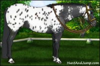 Horse Color:Black Near Leopard 