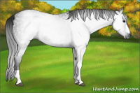 Horse Color:Gray Black 