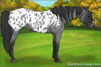 Horse Color:Blue Roan Appaloosa 