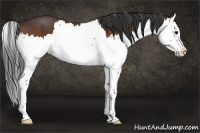 Horse Color:Bay Splash 