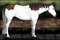 Horse Color:Bay Splash 