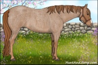 Horse Color:Red Roan 