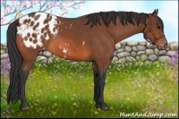 Horse Color:Bay Appaloosa 