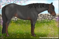 Horse Color:Liver Red Roan