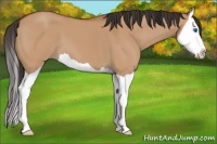 Horse Color:Bay Dun Splash 