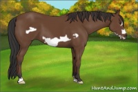 Horse Color:Bay Frame 