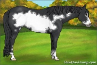 Horse Color:Black Sabino Frame 