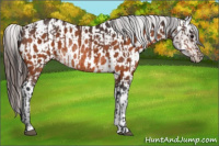 Horse Color:Brown Rabicano and Brown Near Leopard Rabicano