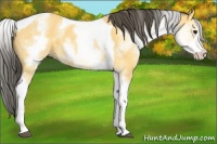Horse Color:White Spotted Buckskin Tobiano