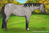 Horse Color:Grullo Roan 