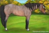 Horse Color:Bay Roan Sabino