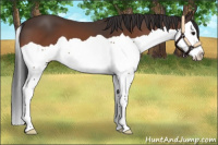 Horse Color:Bay Splash