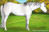 Horse Color:Gray Buckskin Roan Splash 