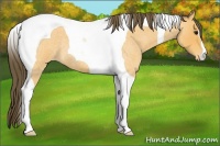 Horse Color:Buckskin Roan Tobiano Varnish 