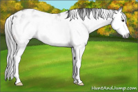Horse Color:Gray White Spotted Brown Roan Splash Appaloosa Rabicano 
