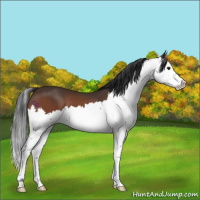 Horse Color:Bay Splash 