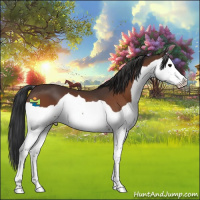 Horse Color:Bay Splash 