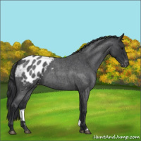 Horse Color:Blue Roan Appaloosa 