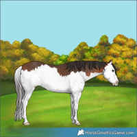 Horse Color:Bay Splash 