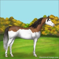 Horse Color:Buckskin Splash 
