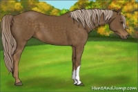 Horse Color:Chocolate Palomino 