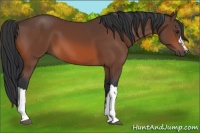 Horse Color:Brown 