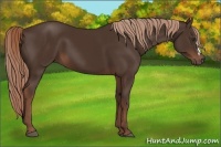 Horse Color:Liver Chestnut 