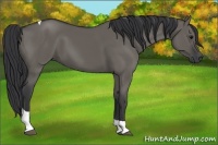 Horse Color:Grullo Tobiano 