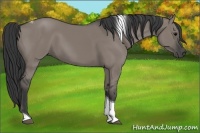 Horse Color:Grullo Tobiano 