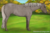 Horse Color:Silver Blue Roan 