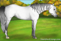 Horse Color:Gray Black 