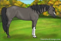 Horse Color:Grullo 