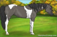 Horse Color:Grullo Tobiano