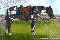 Horse Color:White Spotted Black Rabicano 