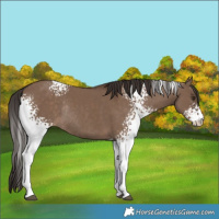 Horse Color:White Spotted Liver Red Dun Rabicano 