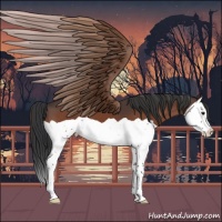 Horse Color:Bay Splash 