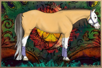 Horse Color:Buckskin Splash 