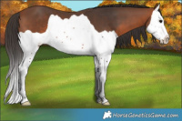 Horse Color:Bay Splash 