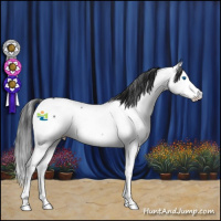 Horse Color:Black Splash Appaloosa 