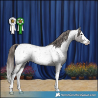 Horse Color:Grullo Roan Splash Near Leopard 