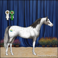 Horse Color:Grullo Roan Splash Appaloosa 