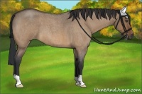 Horse Color:Bay Roan Dun 