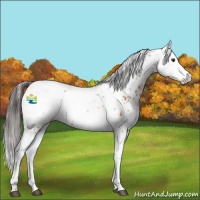 Horse Color:Bay Sabino Appaloosa 